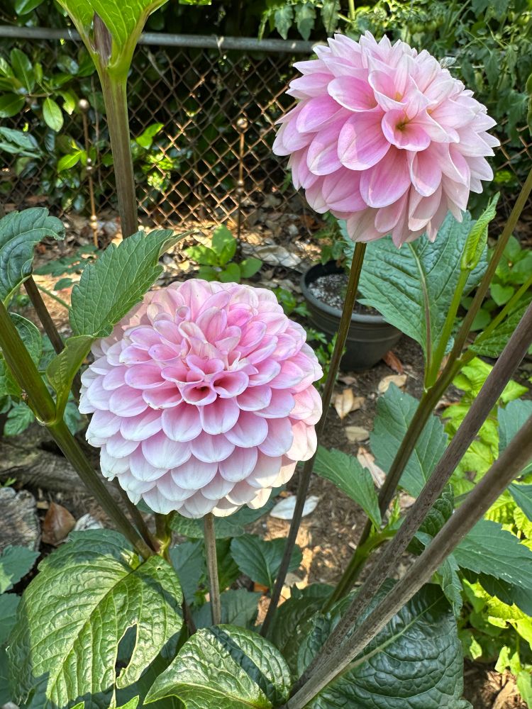 Dahlias