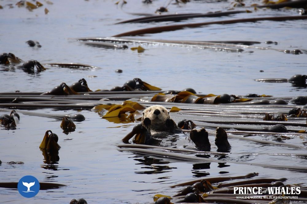 Sea otter floating on its back among the seaweed, looking right at the camera. Prince of Whales Whale and Marine Wildlife Adventures logo in the lower right corner.
