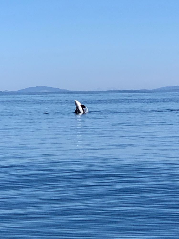 An orca leaping out of Puget Sound.
