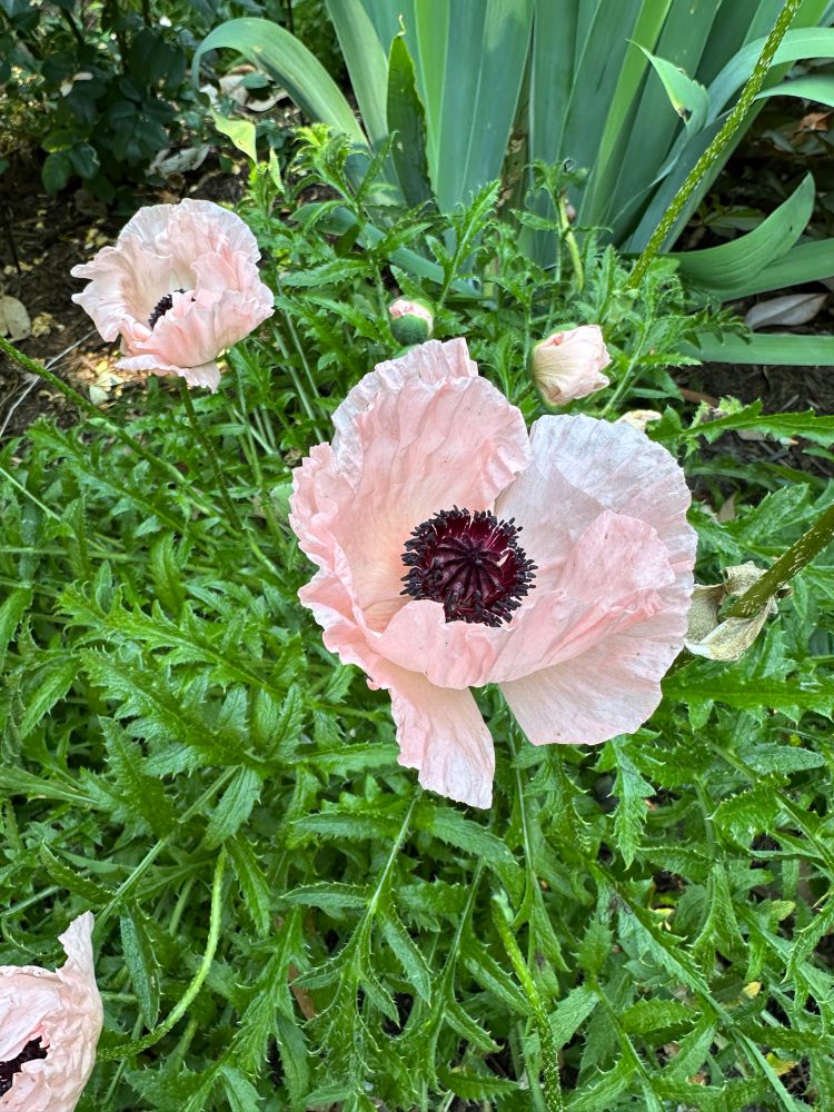 Oriental poppies
