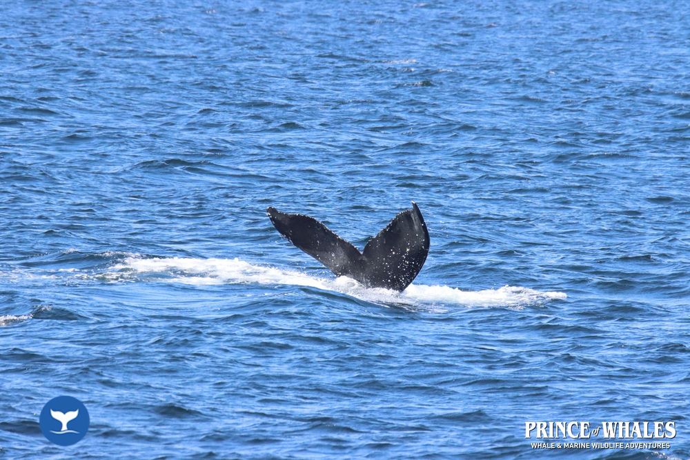 Humpback whale tail above the water line right before a dive. Prince of Whales Whale and Marine Wildlife Adventures logo in the lower right corner.