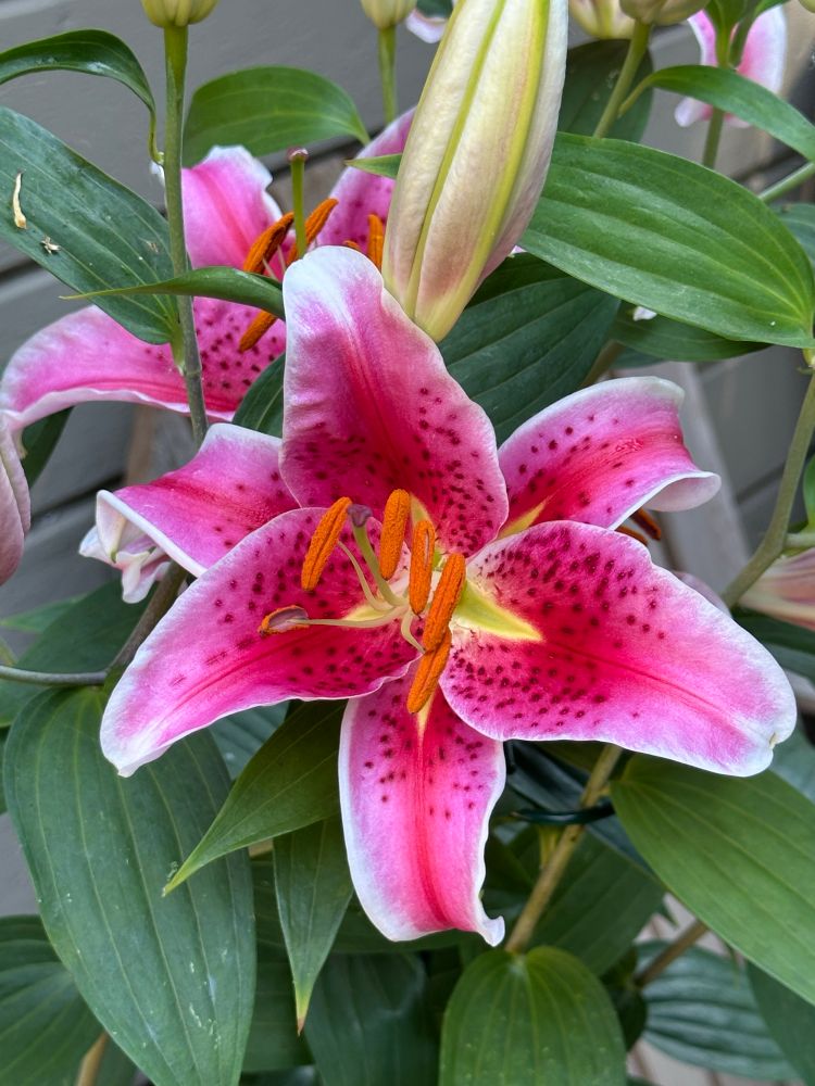 Stargazer lilies
