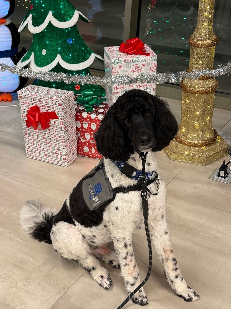 Black and white vested poodle mix service dog sitting in front of lighted holiday decor in the event center lobby (a Christmas tree, wrapped gifts, a partial view of some penguins, and a lamppost).