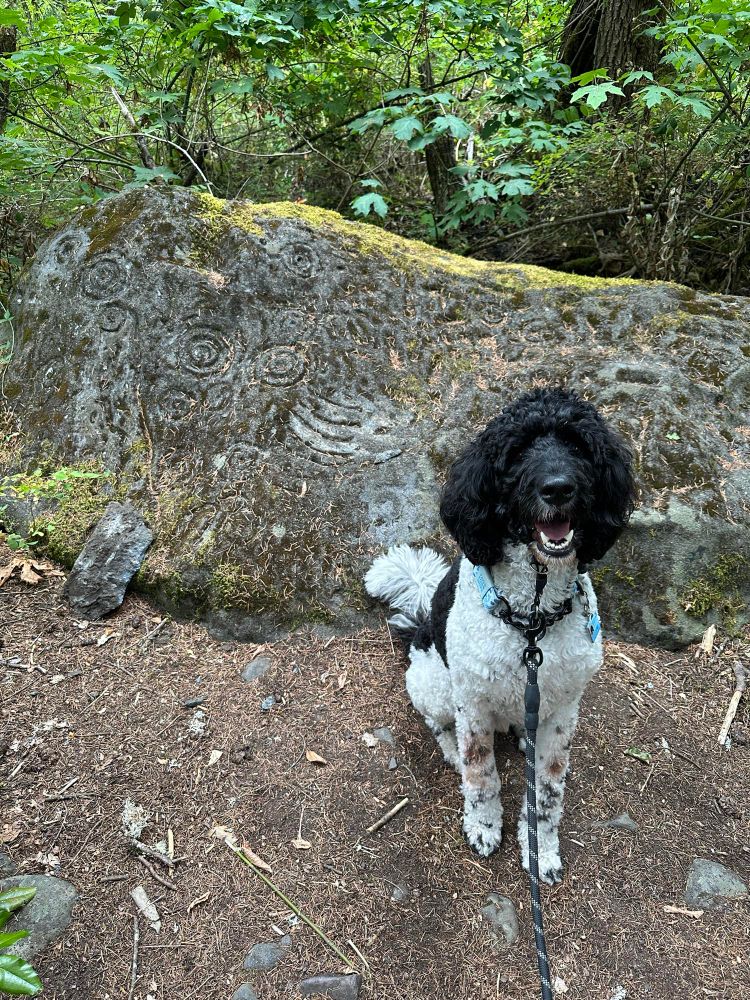 Sprocket sitting in front of a petroglyph