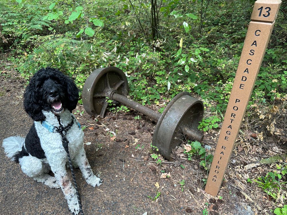 Sprocket sitting by some old railroad wheels, a piece of the Cascade Portage Railroad used in the 1800s