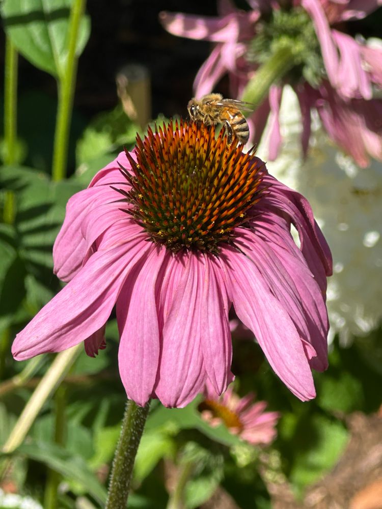 Echinacea (coneflowers) with a bee friend
