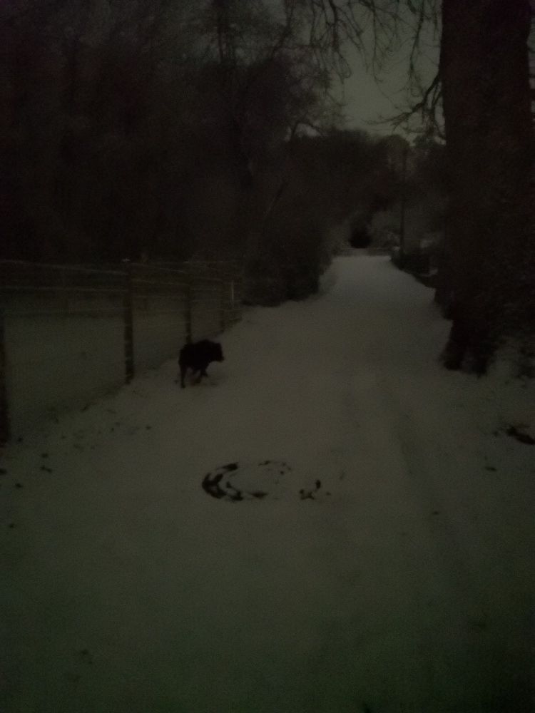 arko sucht im Schnee denn auseinander gefallenen schneeball