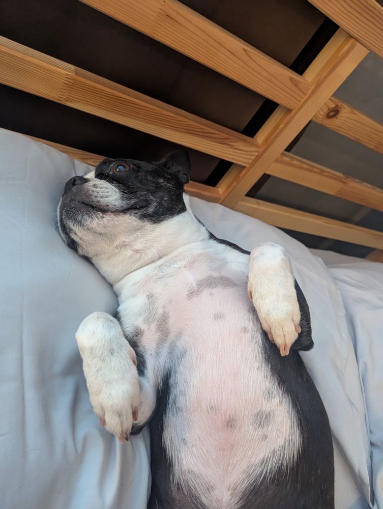 Picture of a dog laying on a pillow