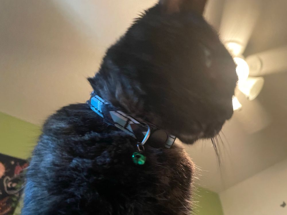 tortie cat blurry photo from a below angle 