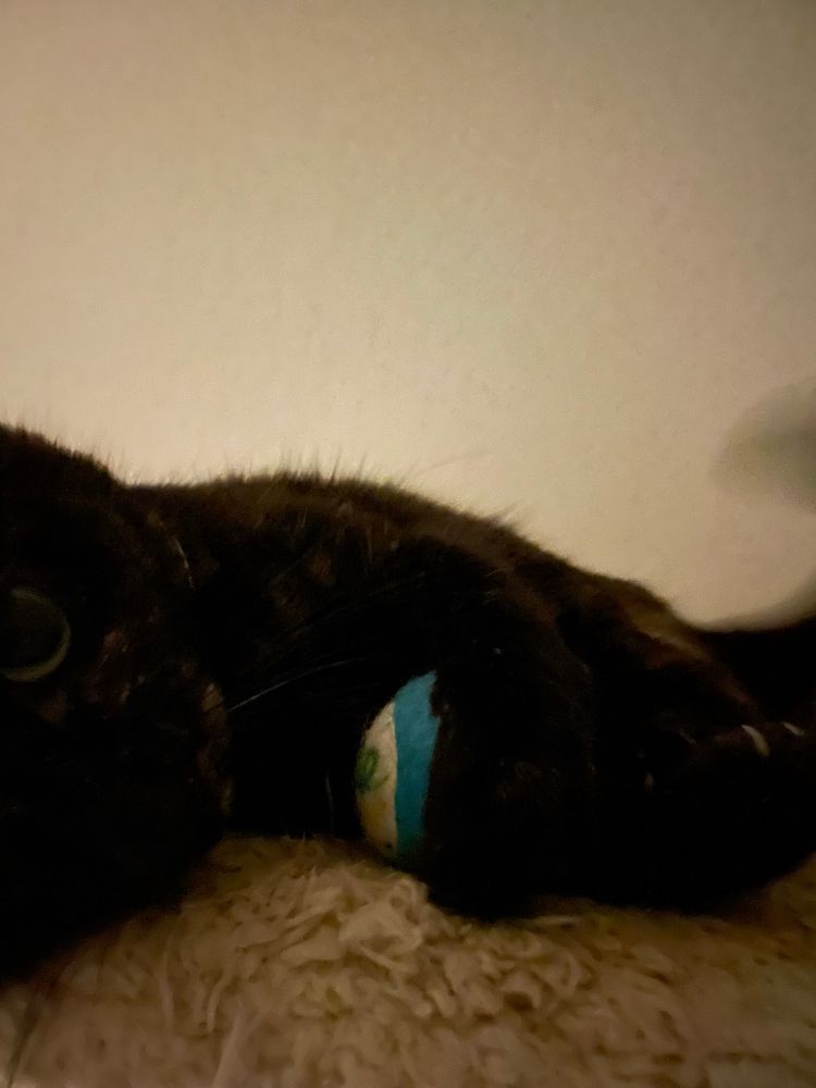 tortie cat playing with a small ball on a cat tower 