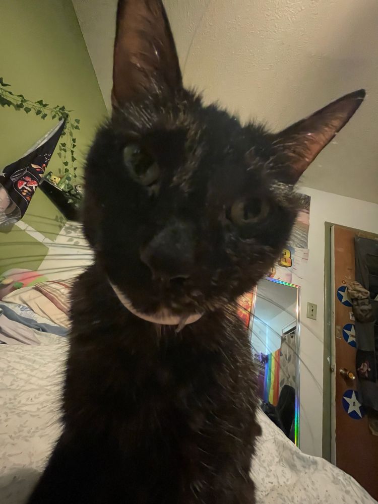 same cat on the same bed but different angle