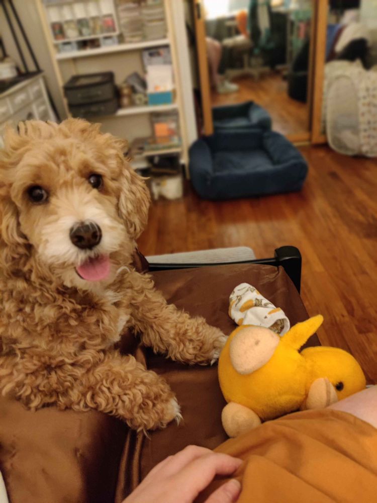 photo of Atticus, my brown cockapoo puppy, sitting on my bed, having brought me his favorite orange, duck stuffed toy