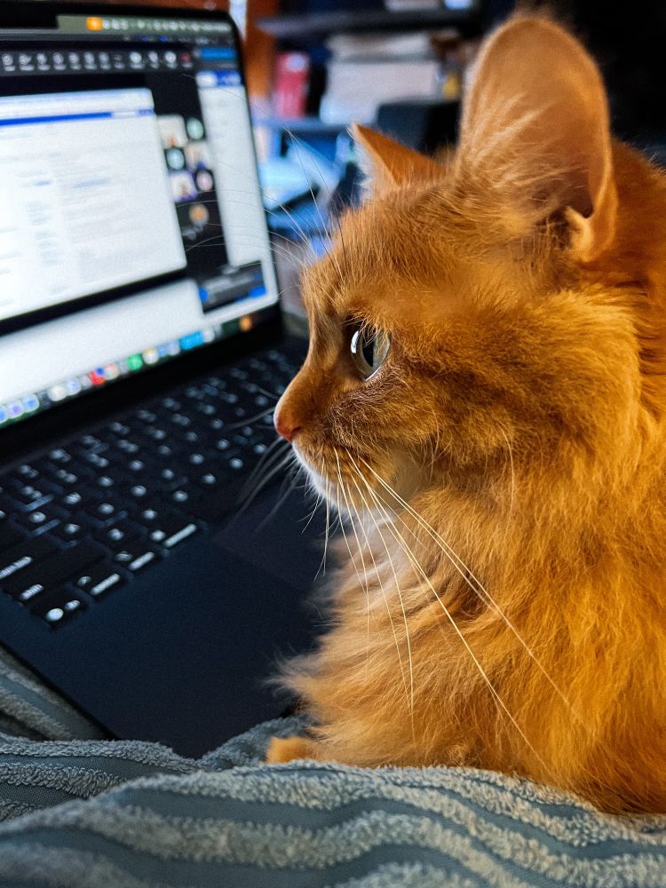my orange cat Simon inside profile looks like he’s staring straight ahead of something. Behind him out of focus in the background is my work laptop, but he’s not staring directly at it.