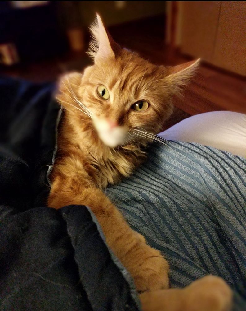 A picture of my orange cat Simon, he’s laying in my lap and is being covered by a blanket. The camera blurred his mouth and so you can’t really see it but the rest of him is crystal clear