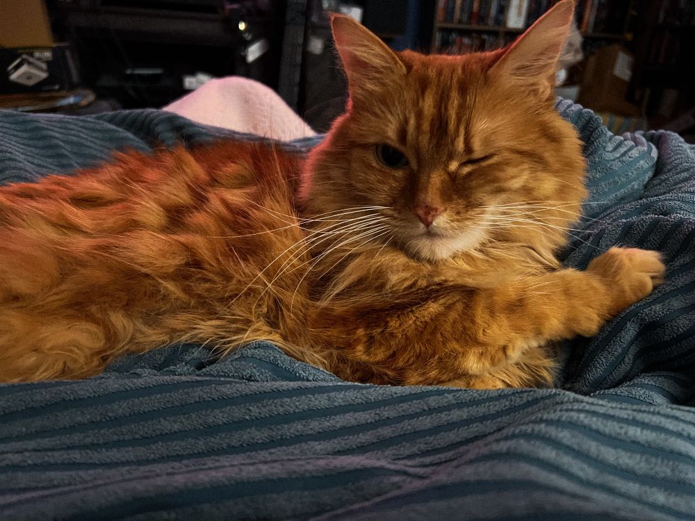 my orange cat Simon is winking