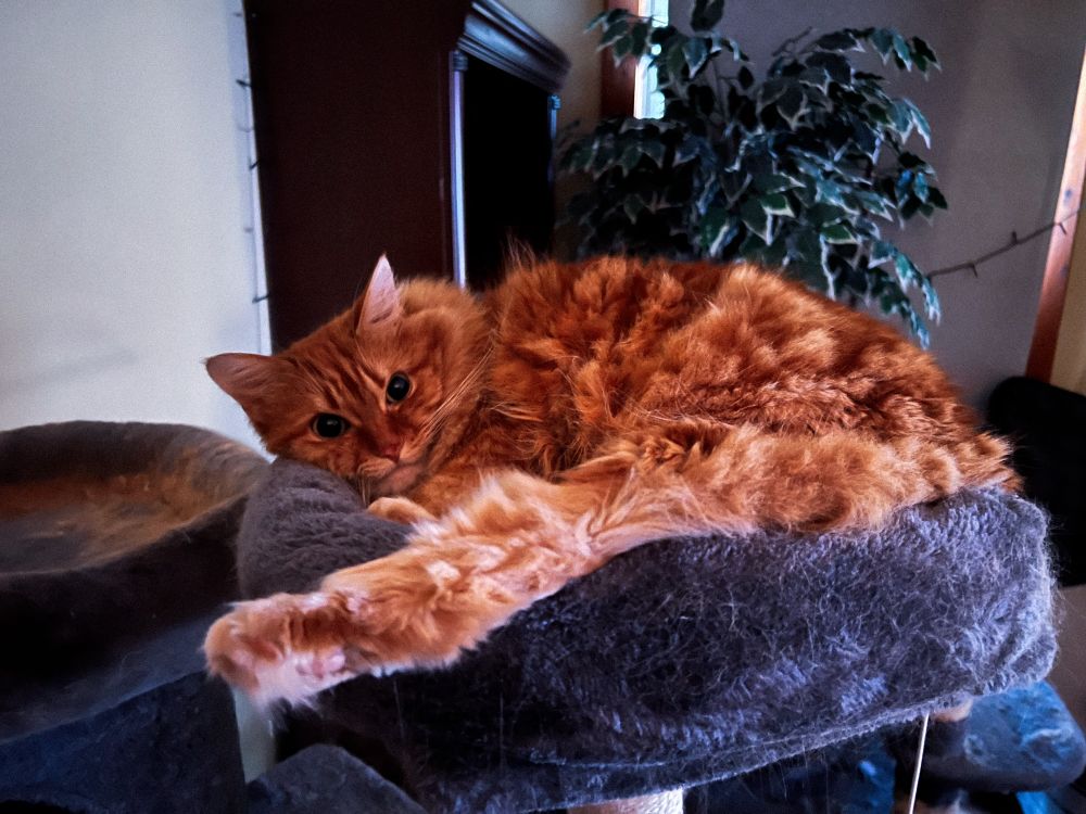 my orange cat Simon laying on the blue bed of his cat tower. It’s covered didn’t want to lose his hair. The room is dark and he’s being glowed on by the TV.