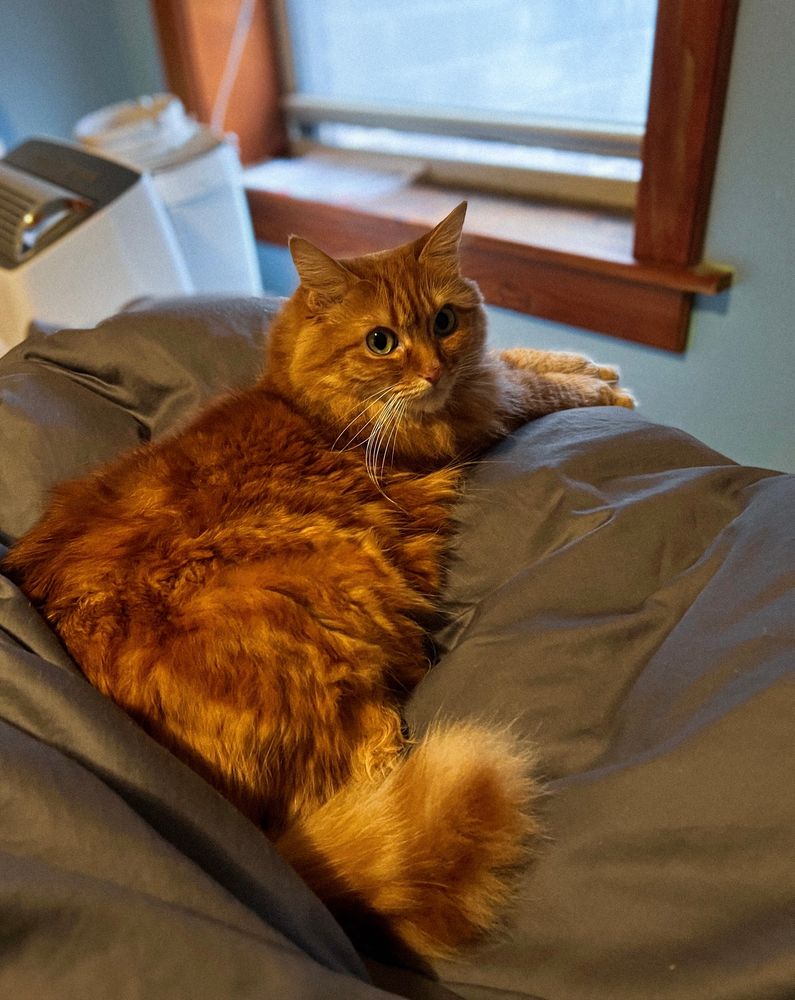 my orange cat simon laying at the end of the bed using my feet under the blanket as a rest for him to lay up against. he’s got his paws handing off the bed and was looking out the window