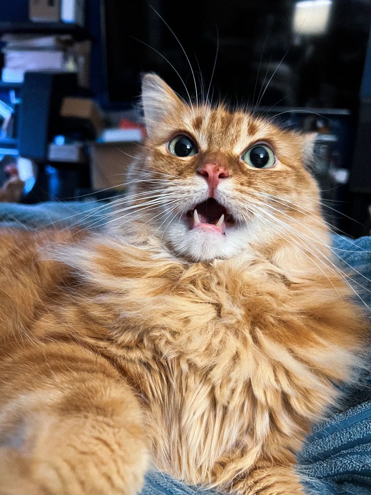 my orange cat simon looking at you with his mouth open as he’s in a biting mood