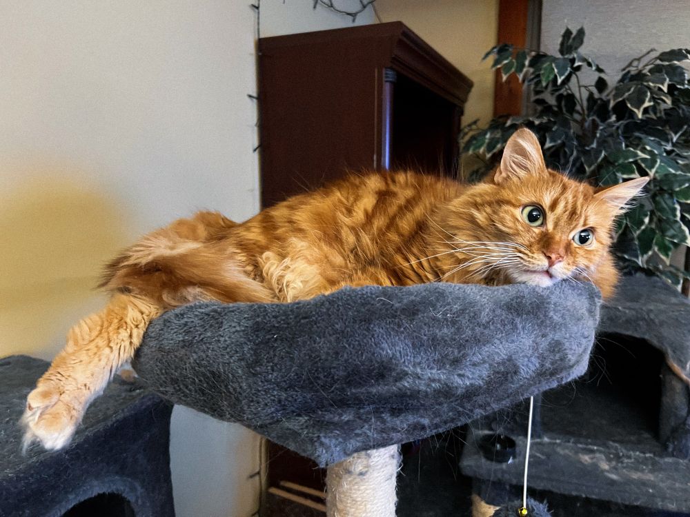 my orange cat simon layed out on his blue cat tower bed 