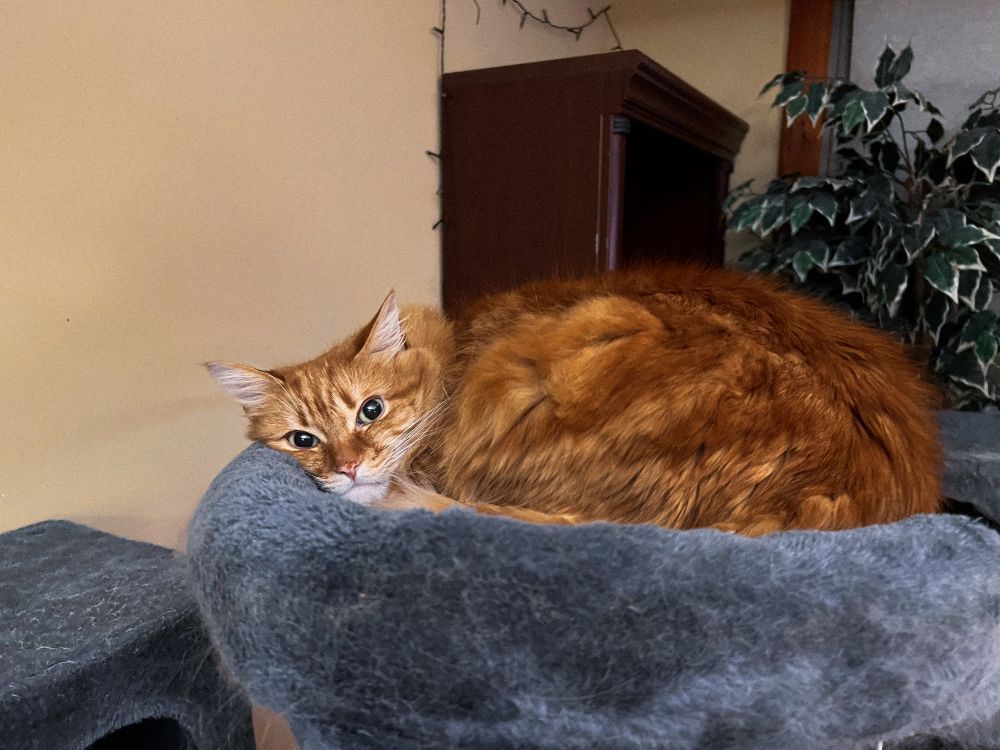 my orange cat Simon looking very cozy in his cat tower bed. He’s laying up against the side and looking at me while I take this picture.