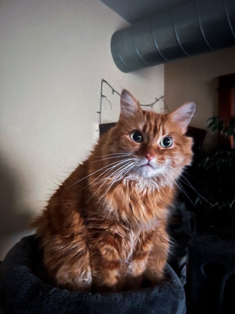 my orange cat Simon standing in a darker room in his cat tower. He looks a little hunched over or forward. needs a good brush.