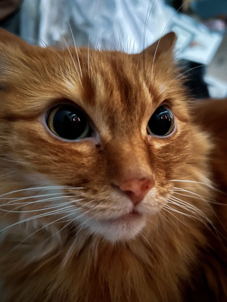 a very close pic of my orange cat simon’s face. his pupils are quite big and he’s ready
