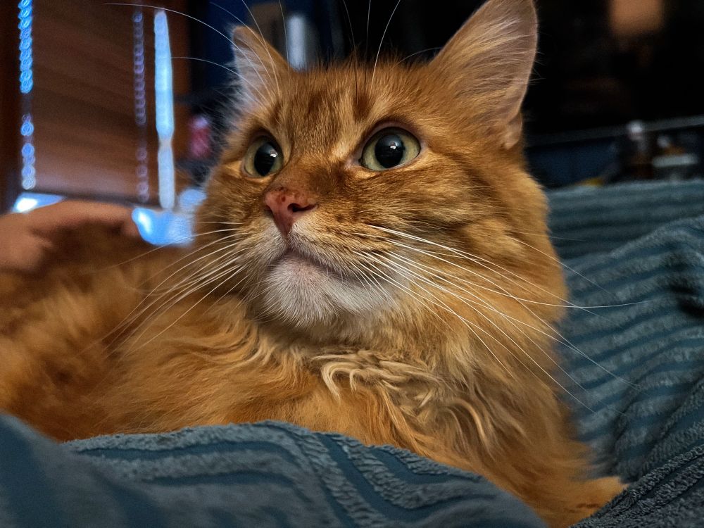 my orange cat Simon laying on a blue blanket in my lap. He’s turned towards me and is nice and focused. My hand is on his back because I’m giving him some pets.