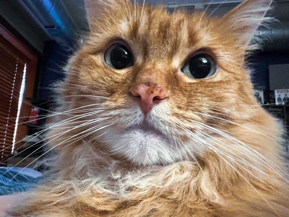 my orange cat Simon up close to his face