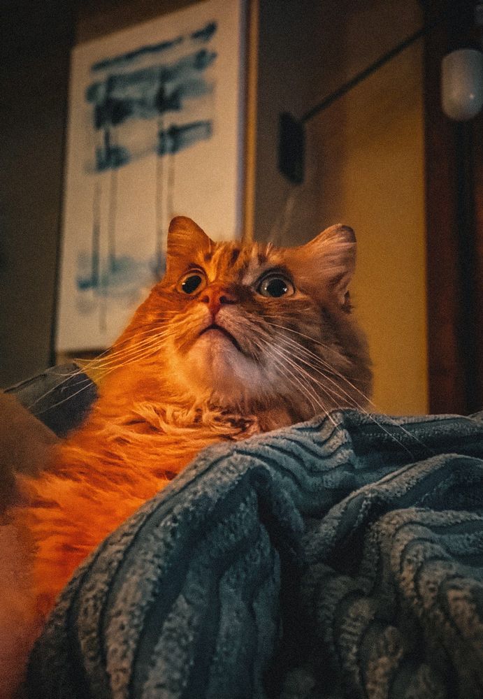 my orange cat Simon is partially covered with a blanket. He’s kind of staring often into the abyss looking shocked. The room is darker and he’s just illuminated by a light so he’s a little orange than usual.