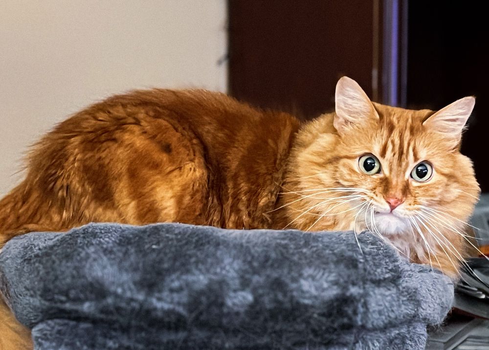 my orange cat Simon laying in his cat tower bed. His head is turned to the side and it’s bending his whiskers making him look angry.