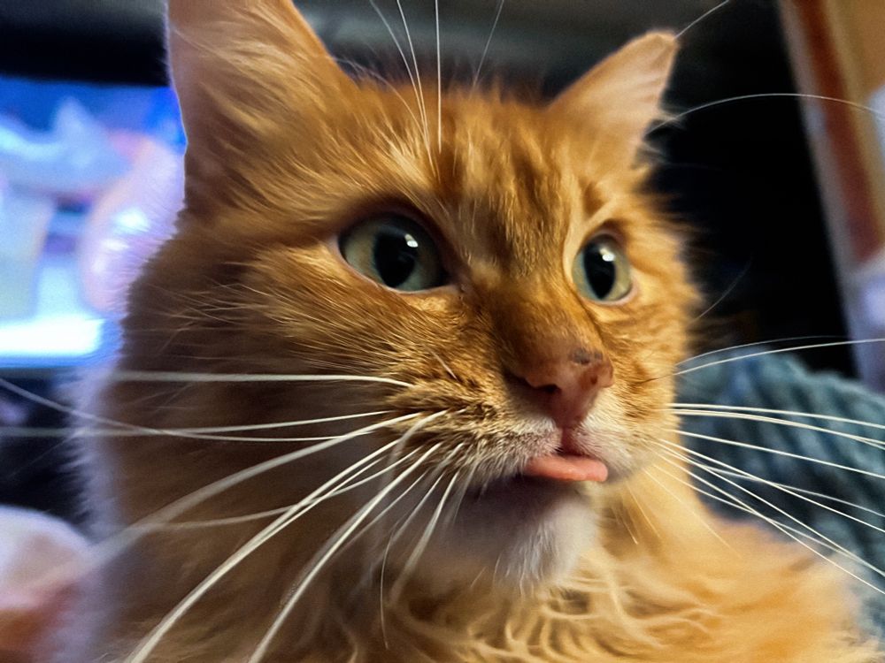 A close-up of my orange cat Simon‘s head and glorious whiskers. He is sticking his tongue out