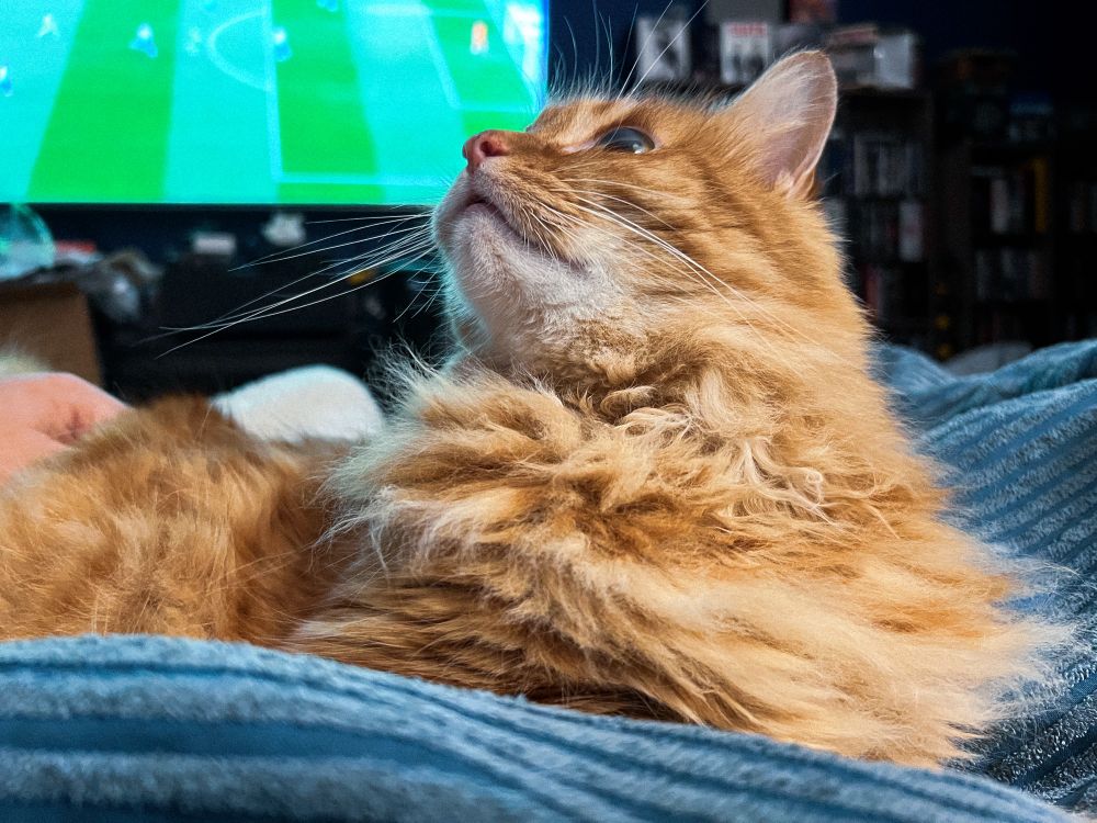 my orange cat simon laying on a blanket. he’s looking back and up over his shoulder at the ceiling