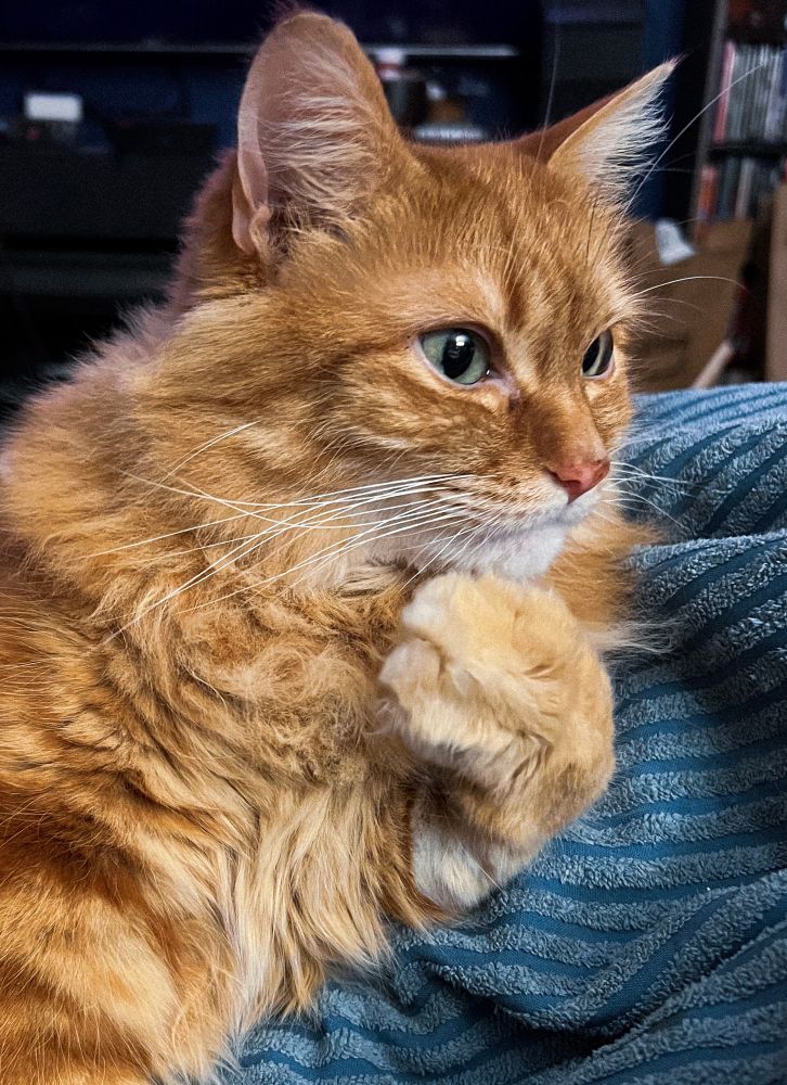 my orange cat Simon is laying on a blanket. His paw is up, kind of almost covering his mouth almost looked like he’s gasping and covering his mouth in shock