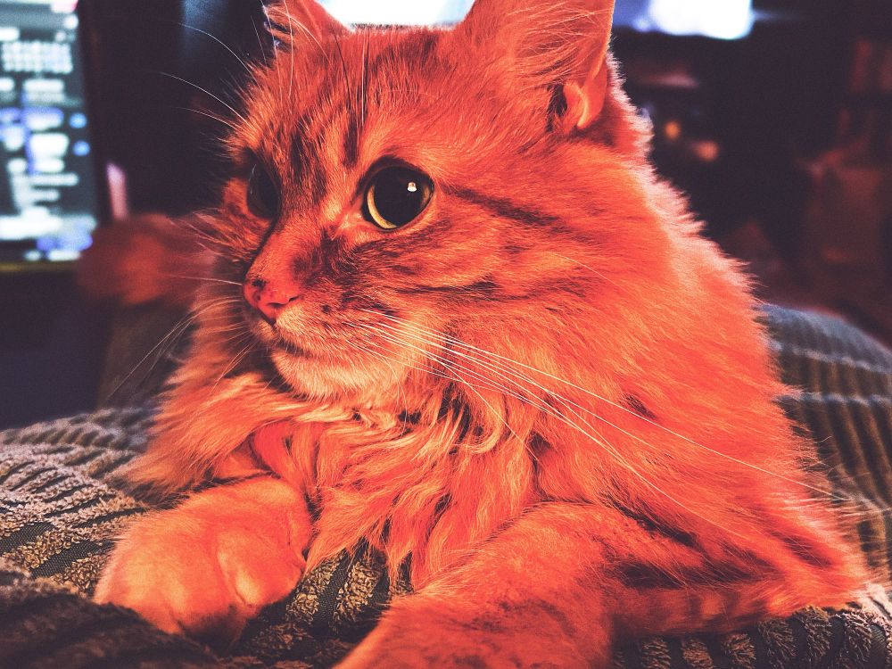 my orange cat simon laying on my lap facing me with his head turned off to the side 