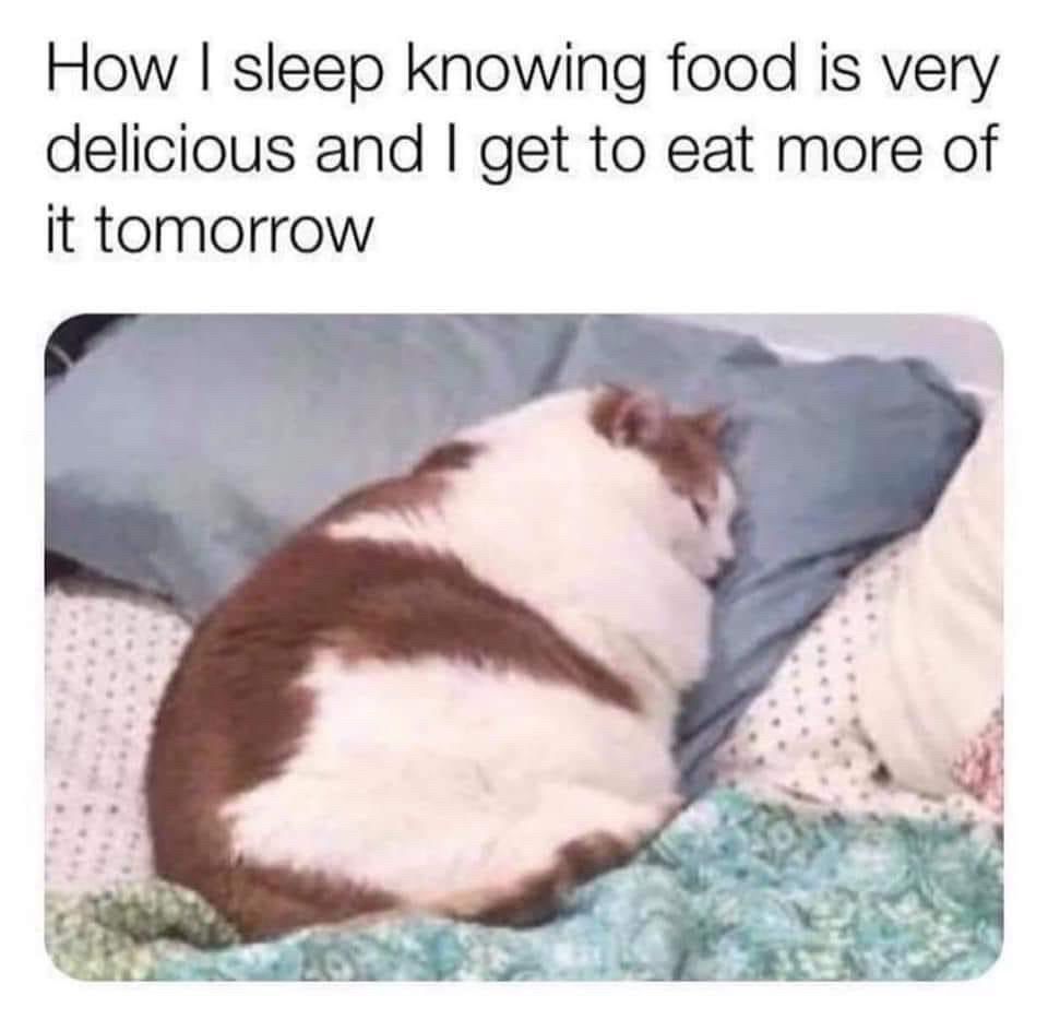 How I sleep knowing food is very delicious and I get to eat more of it tomorrow

The images of a big chunky cat sleeping in bed