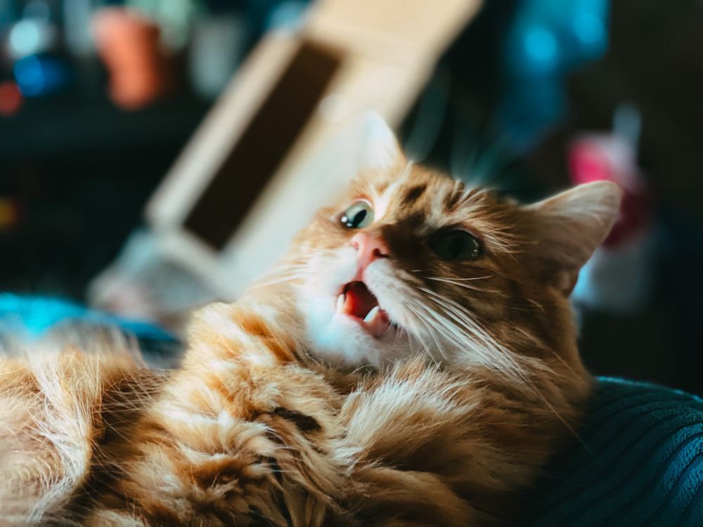 my orange cat Simon is laying on a blanket. He’s looking up and to the left of what is in the picture and his mouth is a gape.