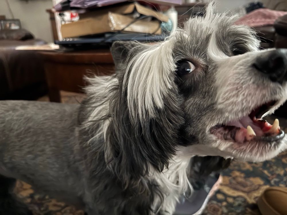 Black and white dog standing with her mouth open