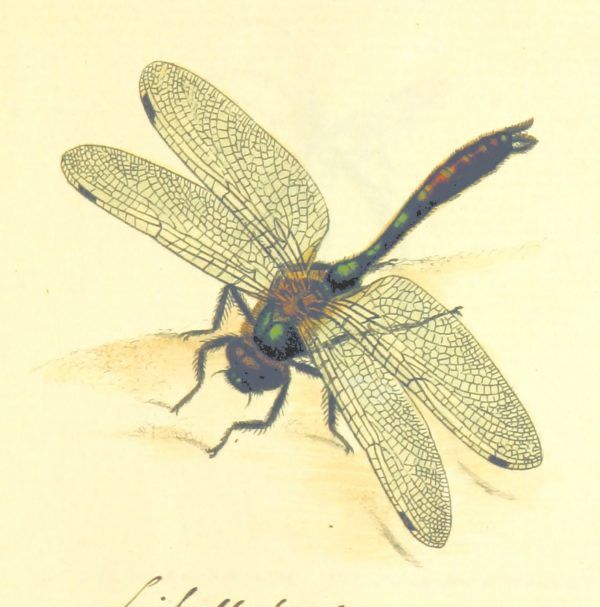 A 19th century drawing of a dragonfly