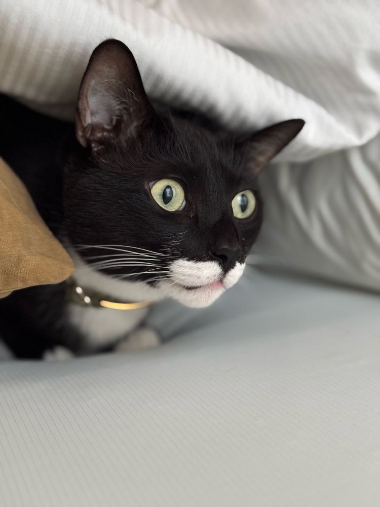 Tuxedo cat partially under a blanket focusing on an object out of frame. 
