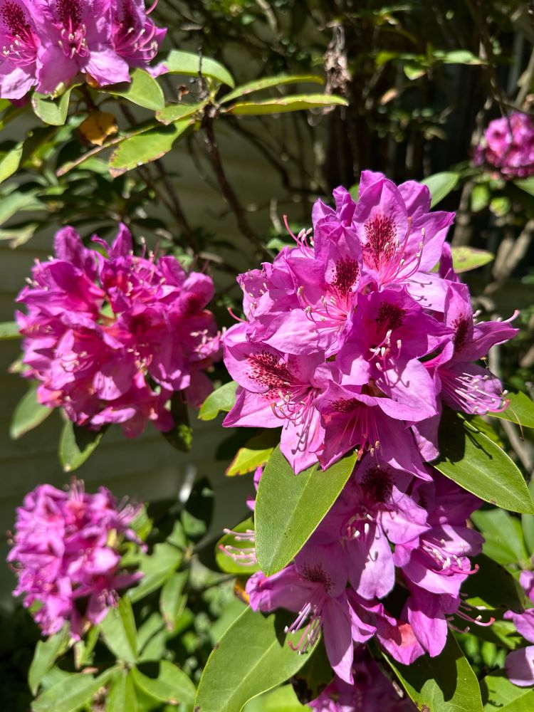 Pink Azalea bush blooms.  