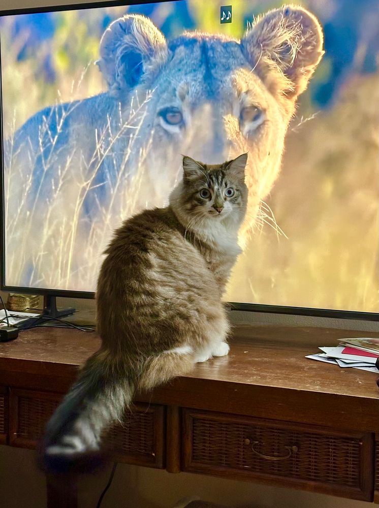 A fluffy gray and white tabby named Opal sits in front of the TV looking at the camera. On the TV is the image of a female lion in the savannah looking in the same direction. 