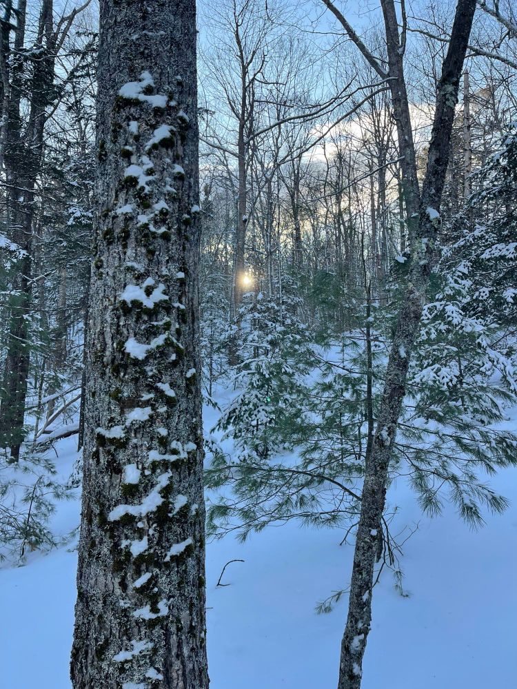 An afternoon walk in the snowy woods 