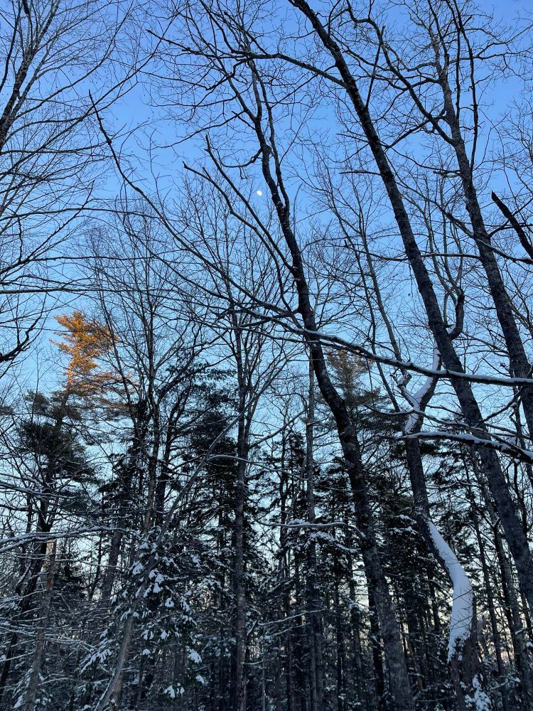 This view of the moon and snowy forest in the late afternoon light felt like a glimpse of the spirit of the woods.