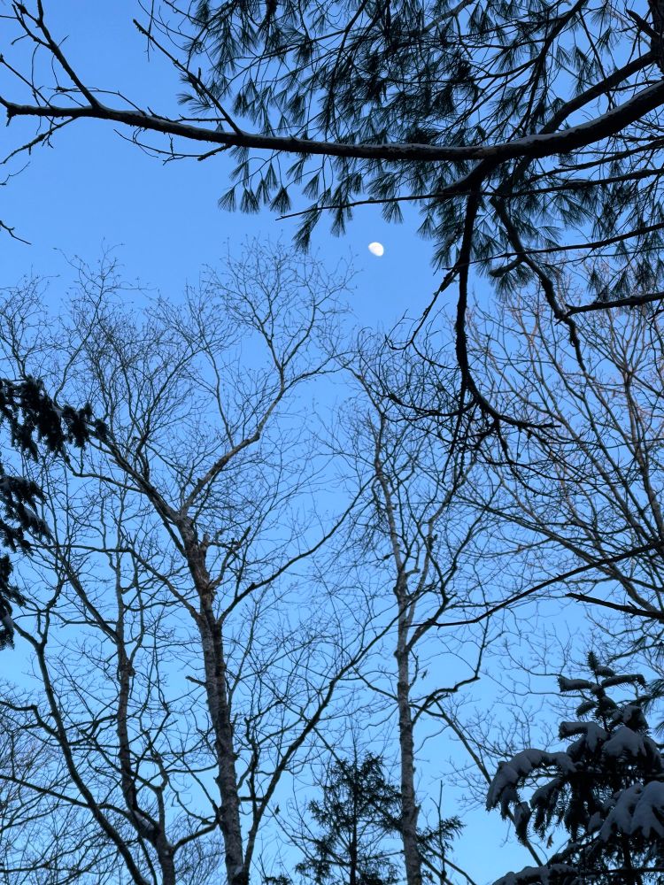 A bright half moon in a blue sky through trees