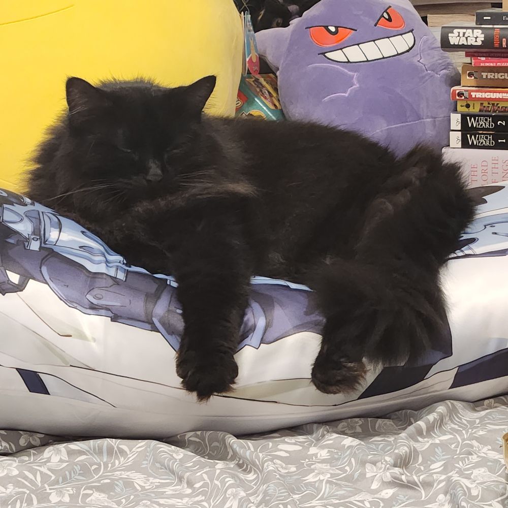 A long haired black cat snoozes while laying on a body pillow. Plushies and books in the background.