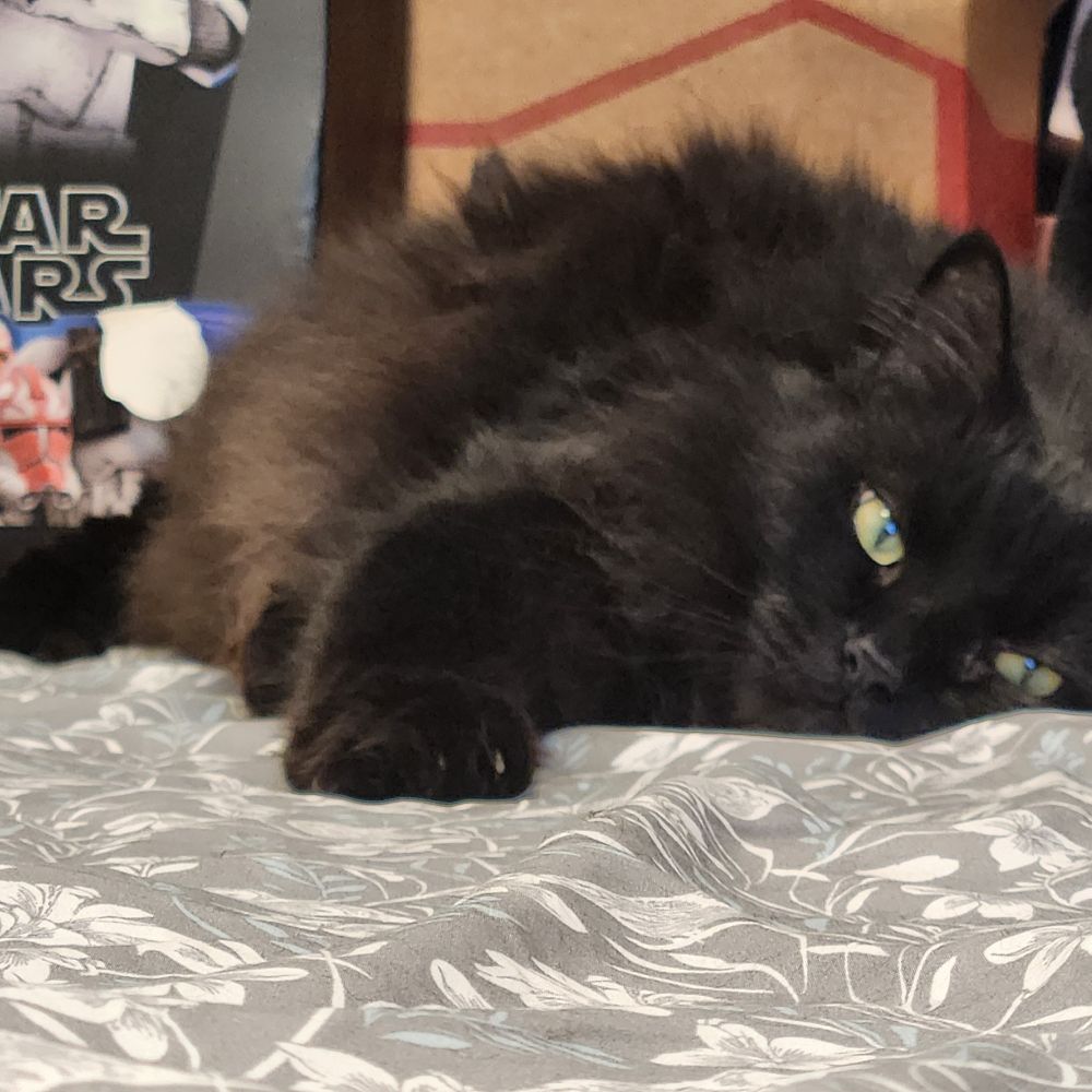 Image of a long haired black cat, laying on gray sheets, reaching a paw towards the camera.