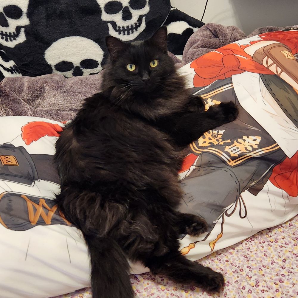 A long haired black cat lays on a body pillow with blankets and pillows behind him
