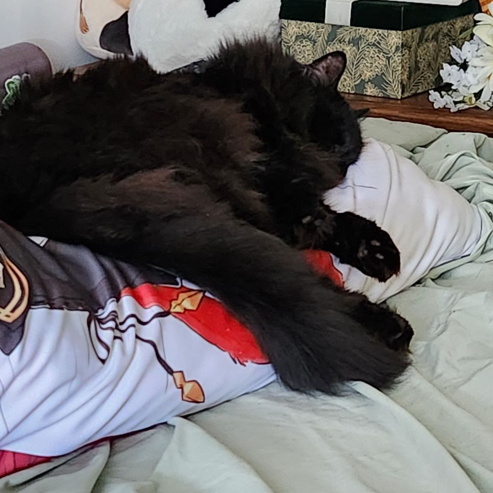 My black long haired cat, Daryl, sleeping on my body pillow.