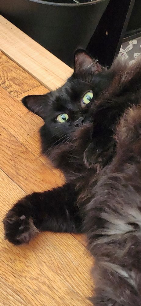 My black long haired cat, Daryl laying on the floor