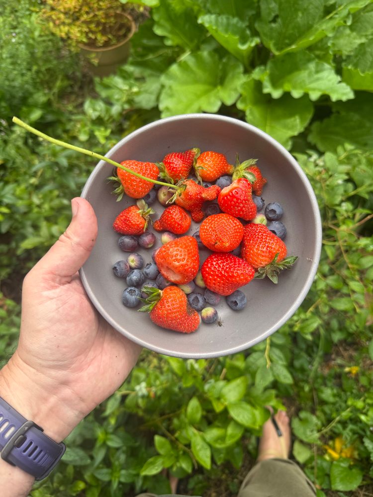 A bowlful of strawberries and blueberries picked from the garden. 